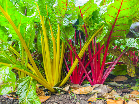 Close-up shot of vibrant chard or rhubarb plants with bright yellow and red stalks and lush green leaves in a garden bed.