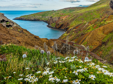 Fresh white wild flowers blooming on a rocky mountain edge with a view of the distant sea horizon at Ponta de Sao Lourenco, Madeira, Portugal.