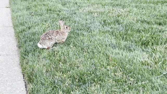 a wild rabbit in the grass