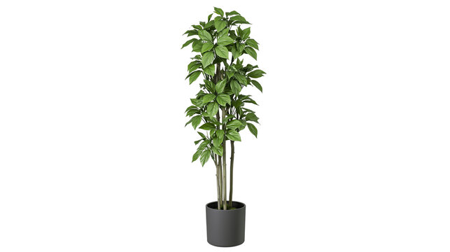 Tall green leafy plant in dark gray pot