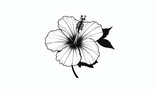 Black and white hibiscus flower closeup.