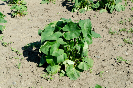 Ligularia plant with large green leaves growing in dry soil during hot weather, needing watering and proper garden care for healthy growth.