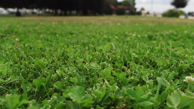 Grassy Park Landscape Filmed with Camera Slider Showing Green Grass, Clover Leaves, Trees and Natural Scenery for Cinematic Footage, Outdoor Nature Video, Environmental Filmmaking and Stock Media Demo