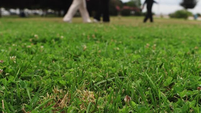 Grassy Park Landscape Filmed with Camera Slider Showing Green Grass, Clover Leaves, Trees and Natural Scenery for Cinematic Footage, Outdoor Nature Video, Environmental Filmmaking and Stock Media Demo