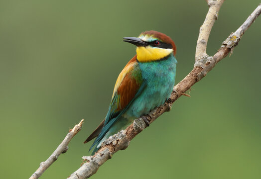 A beautiful European Bee-eater, Merops apiaster, resting on the branch of a tree.