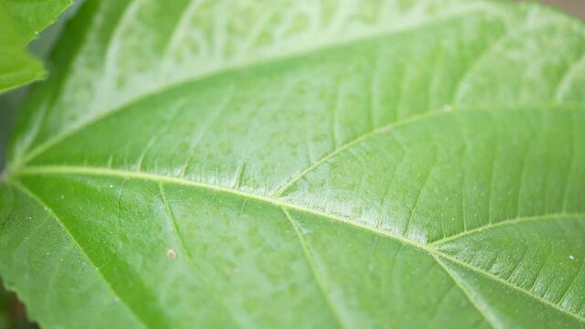 Detailed macro shot slowly pans across the vibrant green surface of a leaf, revealing its intricate vein structure and delicate texture.