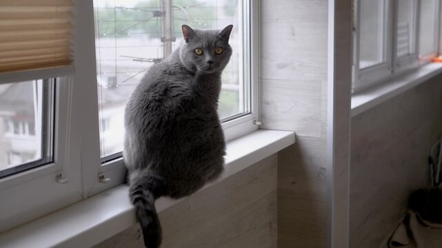 Close-up of a domestic British grey cat looking out the window at a rainy landscape, emphasizing the beauty of nature observed indoors. Cat is sitting on windowsill. Balcony. Rainy day.