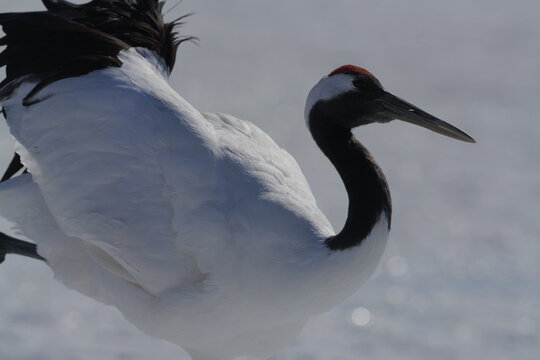 closeup of a red crowned crane