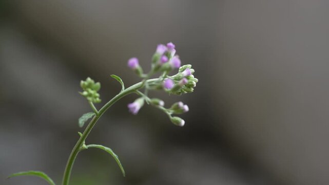 Close-up shot captures the delicate beauty of small purple wildflowers and green buds on a slender stem.