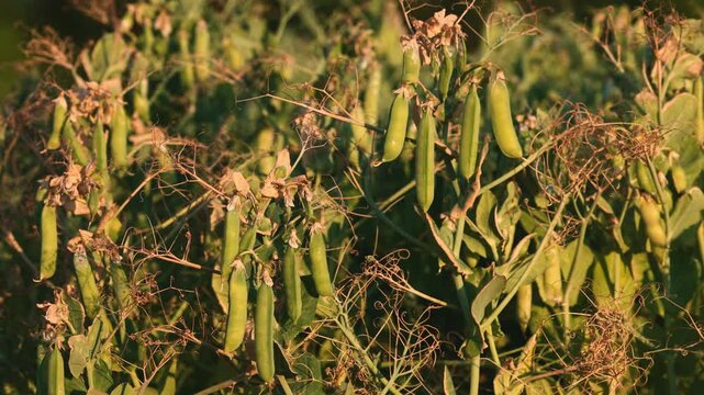 Close-up view of a field with ripening green pea plants (Pisum sativum) during the late growth stage. Pea pods are turning yellow and drying before harvest. Agricultural crop rich in plant protein