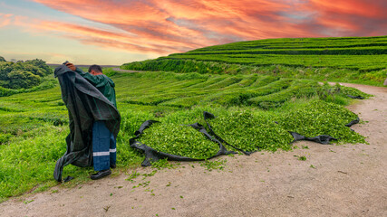 Naklejka premium Worker harvesting fresh green tea leaves at plantation during dramatic sunset sky