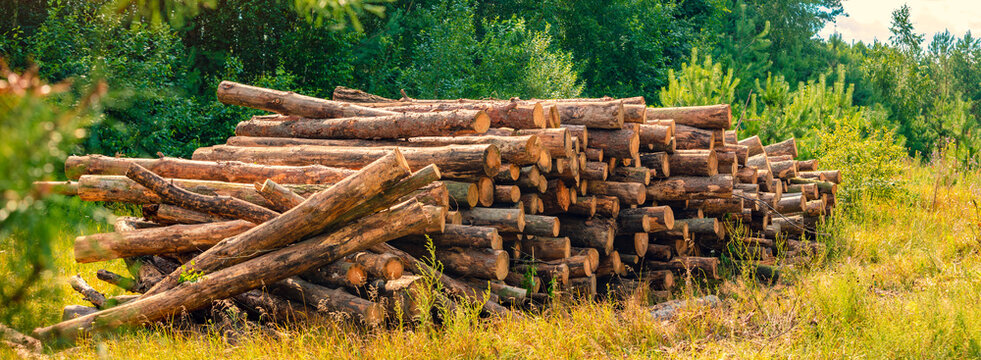 A pile of pine timber logs in the edge of the forest