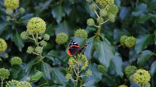 Static 4K shot of a Red Admiral butterfly (Vanessa atalanta) taking flight from a flowering ivy plant in a garden.