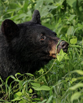 Cute Black Bear Blooper Funny Moment Vine Wrapped Around Nose