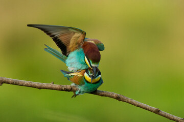 Obraz premium European Bee-eaters mating on a branch