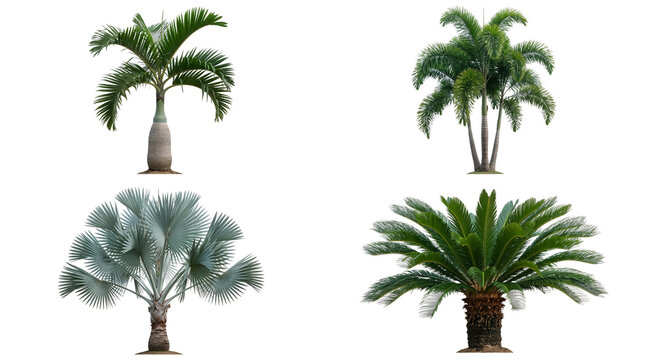 Set of four tropical palm trees including champagne palm foxtail palm bismarck palm and sago palm isolated on Transparent Background for landscape design elements