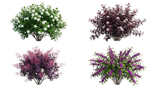 Set of four ornamental flowering garden shrubs isolated on a Transparent Background