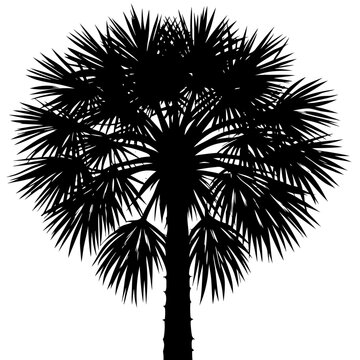 Tropical Palm Tree Silhouette Vector - Sabal Palmetto Palm with Spiky Fronds Isolated on White Background