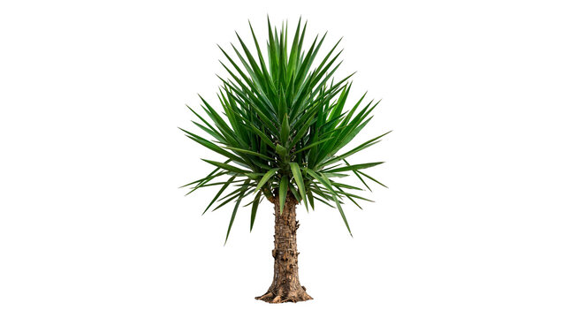 Yucca palm tree with sharp green leaves on isolated Transparent Background.