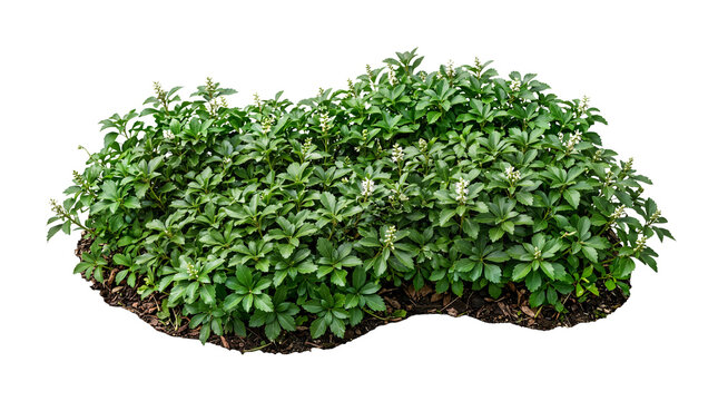 Green Japanese Spurge Ground Cover Plant Patch with Transparent Blossoms Isolated on Transparent Background