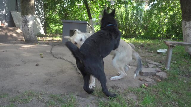 Active domestic pets playing outside close up, Two dogs playing and wrestling outdoors near doghouse.