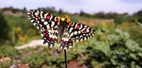Spanish festoon butterfly with open wings on a wild yellow flower close up  © mawahibetilouguite