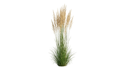 Fototapeta premium Tall ornamental pampas grass with beige plumes and green blades isolated on Transparent Background