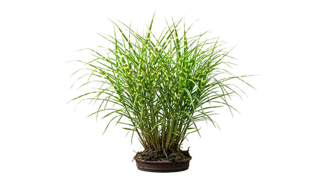 Potted Variegated Zebra Grass Miscanthus Sinensis Zebrinus on Transparent Background