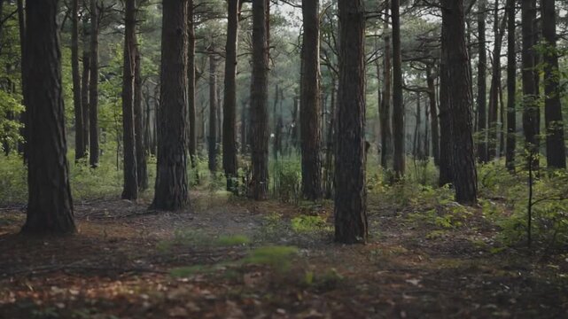 No connection in the forest.