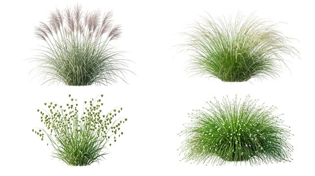 Collection of four ornamental garden grasses and shrubs with plumes and seed heads isolated on Transparent Background