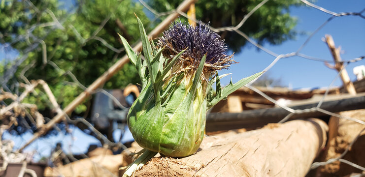 Wild artichoke cardoon flower on a wooden log in a rural setting
