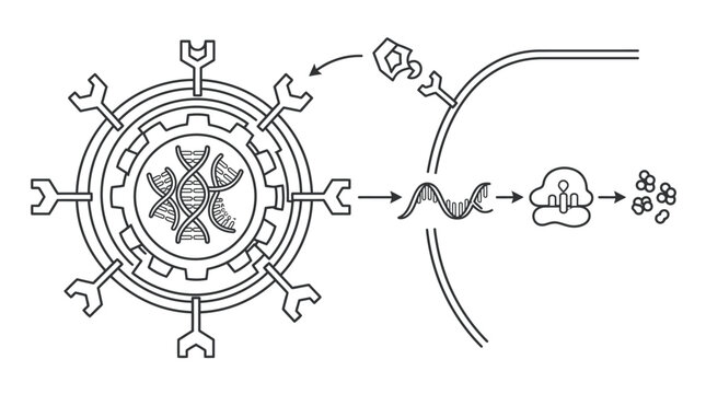 Molecular diagram of viral vector cell entry and delivery.