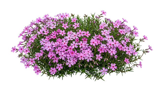 Vibrant pink creeping phlox flowers isolated on Transparent Background, moss phlox plant cluster