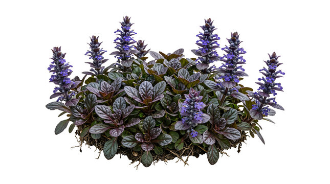 Ajuga Reptans Bugleweed Plant with Purple Flower Spikes and Dark Burgundy Foliage Isolated on Transparent Background