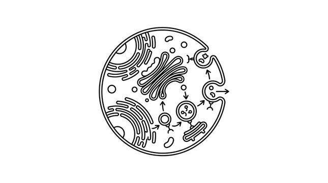 Cell vesicle transport and exocytosis mechanism icon.