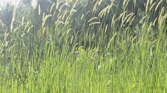 Scenic view of golden wild grass plumes blowing gently in the wind, backlit by bright morning sunlight with tropical coconut palm trees and a cloudy sky in the background.