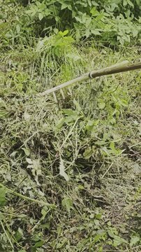 Close up of a gardener raking freshly cut weeds and grass. Agricultural work and garden cleanup in the summer season in a rural setting