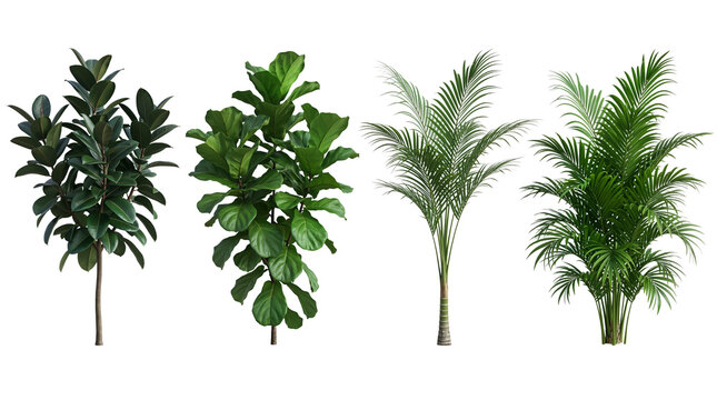 Collection of four green tropical house plants including rubber plant, fiddle leaf fig, and palms isolated on Transparent Background