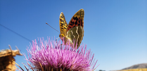  Cardinal butterfly feeding on a purple milk thistle flower close up © mawahibetilouguite