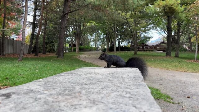 A curious squirrel scampers along a park path, investigating the ground and searching for food amidst the fall foliage.