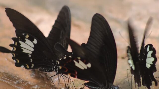 Close-up footage of black swallowtail butterflies feeding on moist ground, revealing intricate wing patterns and natural behavior in a tropical wildlife environment.