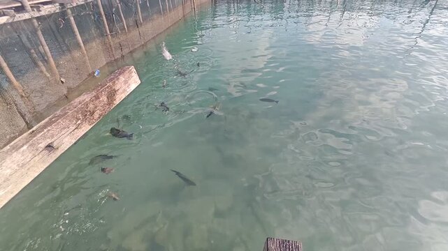 High-angle shot of a school of marine fish gathering and swimming actively in clear turquoise ocean water next to an open-air wooden aquaculture farm