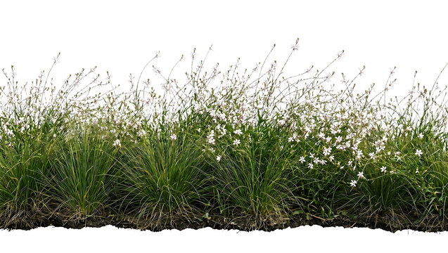Vibrant gaura lindheimeri perennial border with delicate white flowers and green grassy foliage captured in a high resolution studio photograph isolated on transparent background