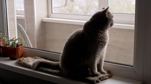 British Shorthair cat with gray fur sits on a patterned cloth on a white windowsill. The cat looks out of a window at the outdoor scenery. A small potted plant sits on the left side.