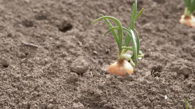A small green onion bulb with fresh sprouts grows in dark fertile soil on a vegetable farm. Concept of organic gardening, agricultural growth, and sustainable food production.