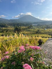 Fototapeta premium A breathtaking panoramic view of the magnificent Jatiluwih rice terraces in Bali, showcasing the intricate traditional Subak irrigation system and lush green layers casca