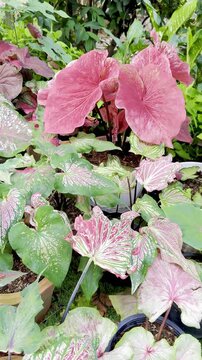 Group of potted colorful caladium bicolor ornamental garden plants