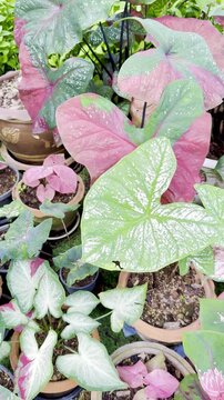Group of potted colorful caladium bicolor ornamental garden plants