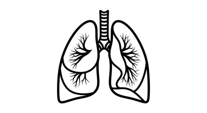Medical illustration of human respiratory system organ lungs and trachea outline