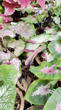 Group of potted colorful caladium bicolor ornamental garden plants